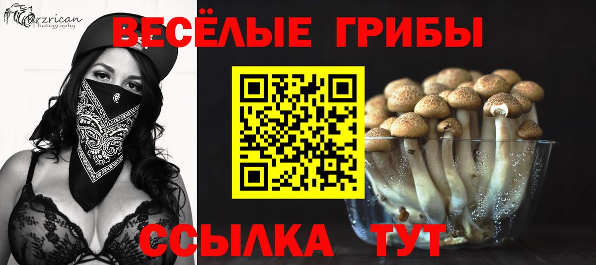 Псилоцибиновые грибы MAGIC MUSHROOMS  Вход с VPN  Курчалой  магазин продажи наркотиков  Псилоцибиновые грибы GOLDEN TEACHER 